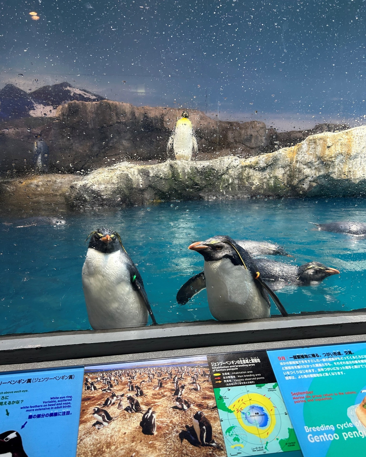 長崎ペンギン水族館 Nagasaki - ジェンツーペンギン 2羽で仲良く