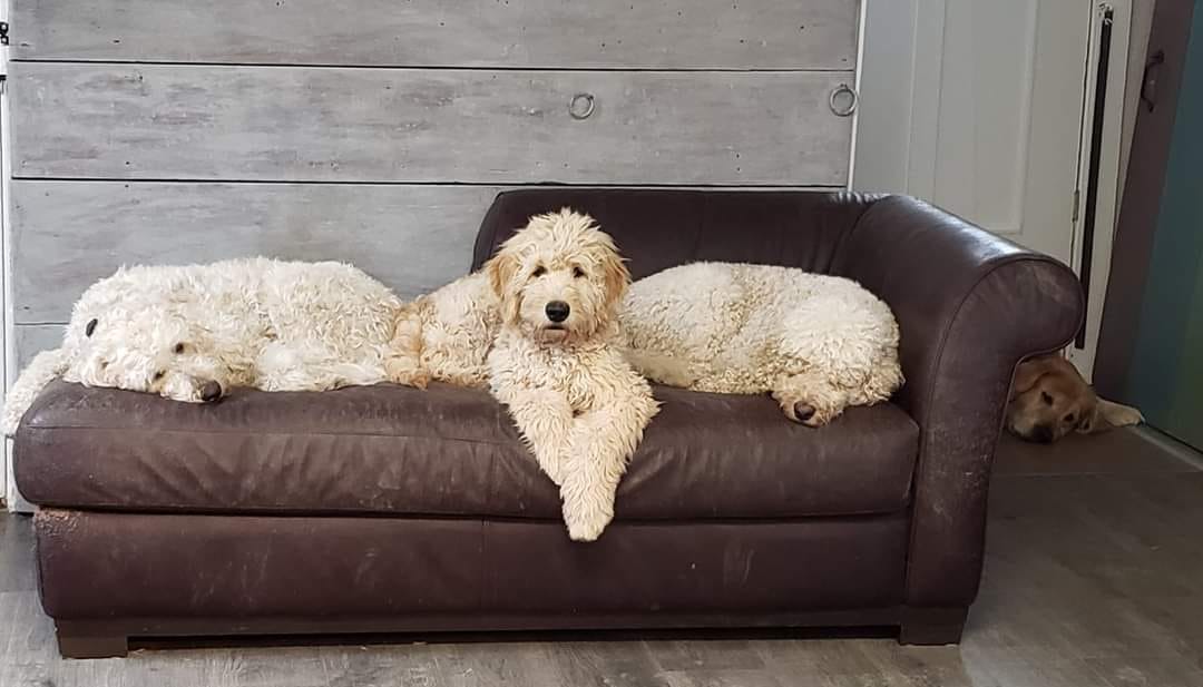 Legonna Goldendoodles UK