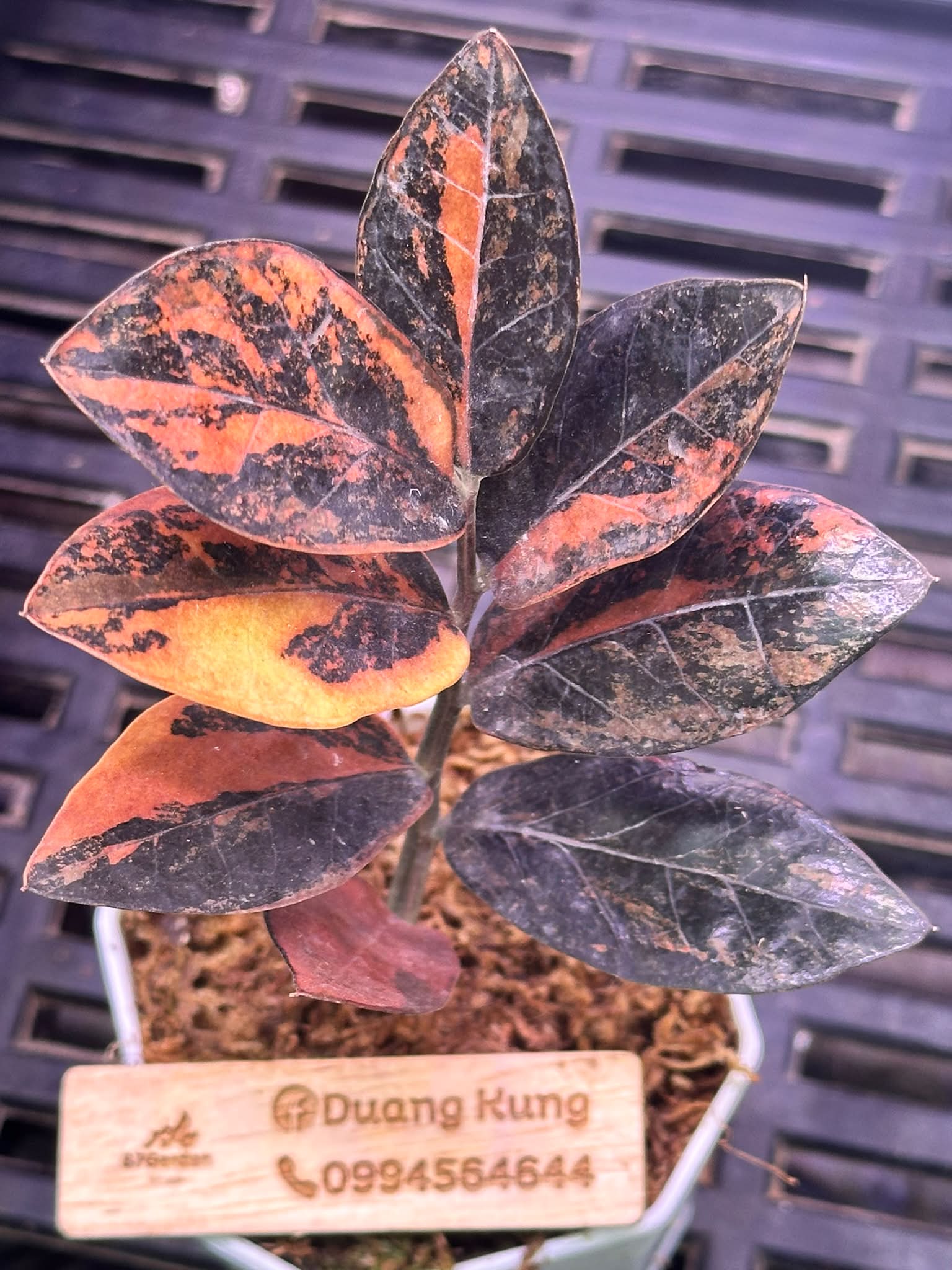 Zamioculcas Black Variegated plants with pink and orange leaves