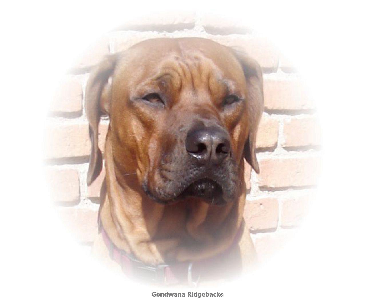 Gondwana Ridgebacks
