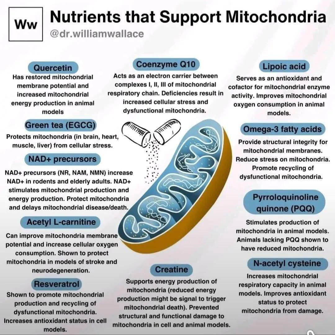 how to increase mitochondria glutathione A guide nutrients that support Mitochondria turn food into usable energy (ATP) and are critical for brain, muscle, and overall health. Stress, aging, and disease can damage them, but certain EASYDEW DW-EGF Peptide Clear サイズ:1キログラム（2.2ポンド） Premium Quality Extracts