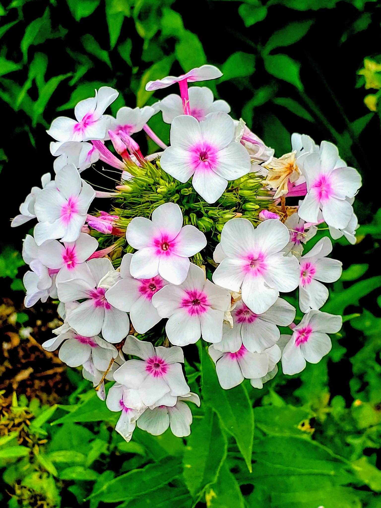 2鉢目の牡丹（薄紫）の花が昨日に膨らみ、今日の朝、まずは一本開花