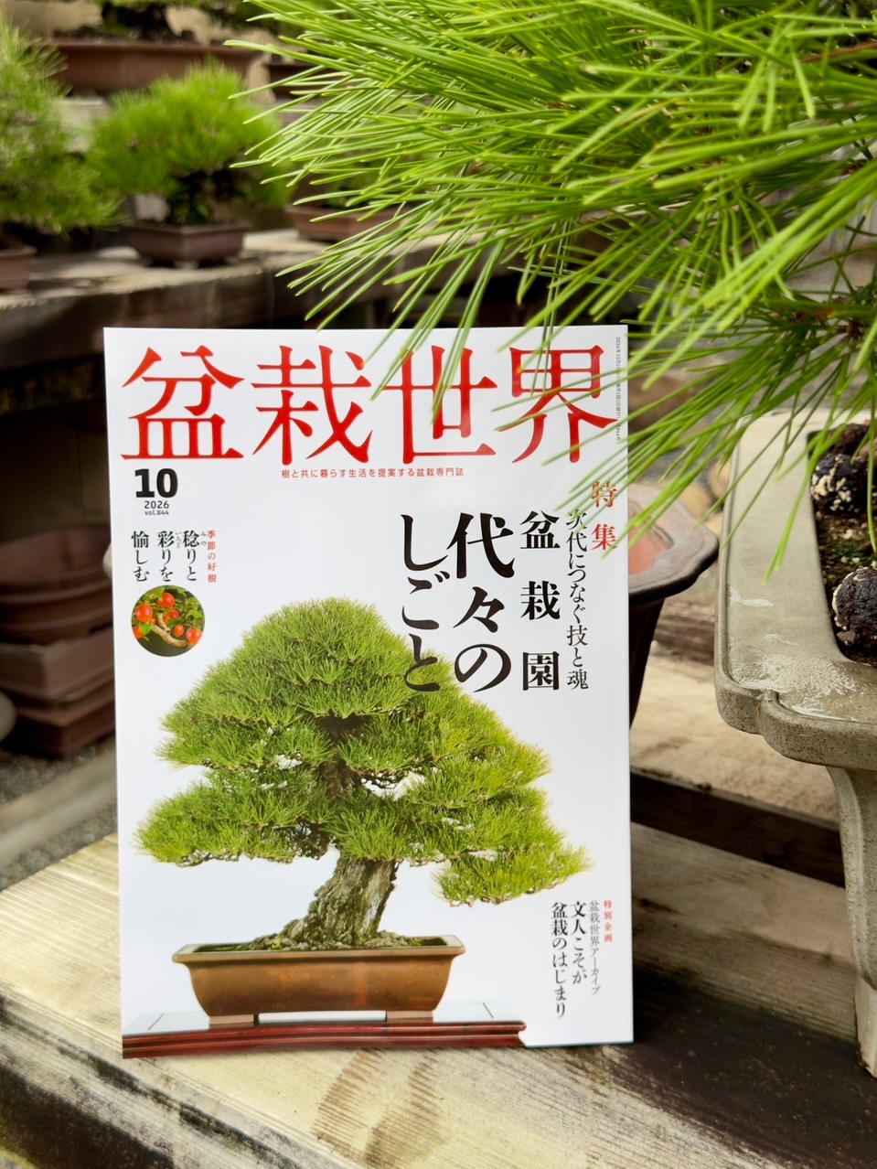 盆栽 - 一日一撮 赤松 文人木 #盆栽#大樹園#bonsai#daijuen #一日一撮