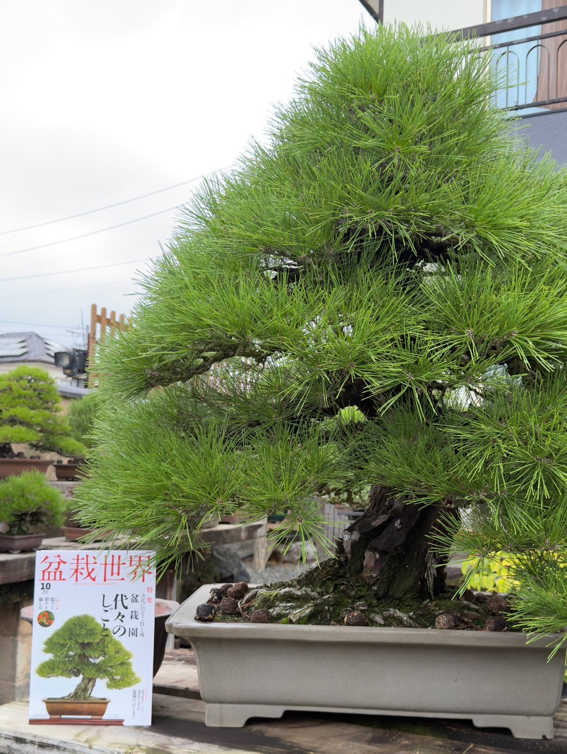 盆栽 - 一日一撮 赤松 文人木 #盆栽#大樹園#bonsai#daijuen #一日一撮