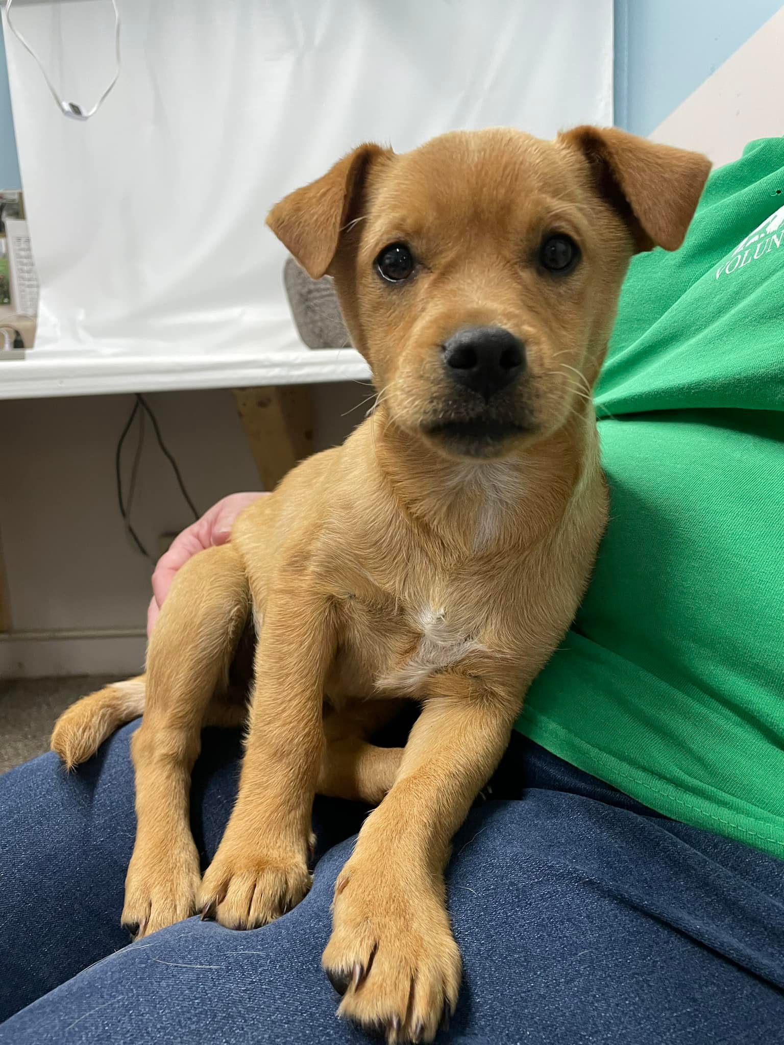 Found puppy near ZX gas station on Providence