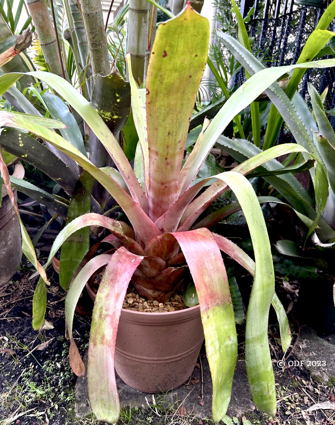 Hohenbergia catingae var eximbricata pups available now! Some rare