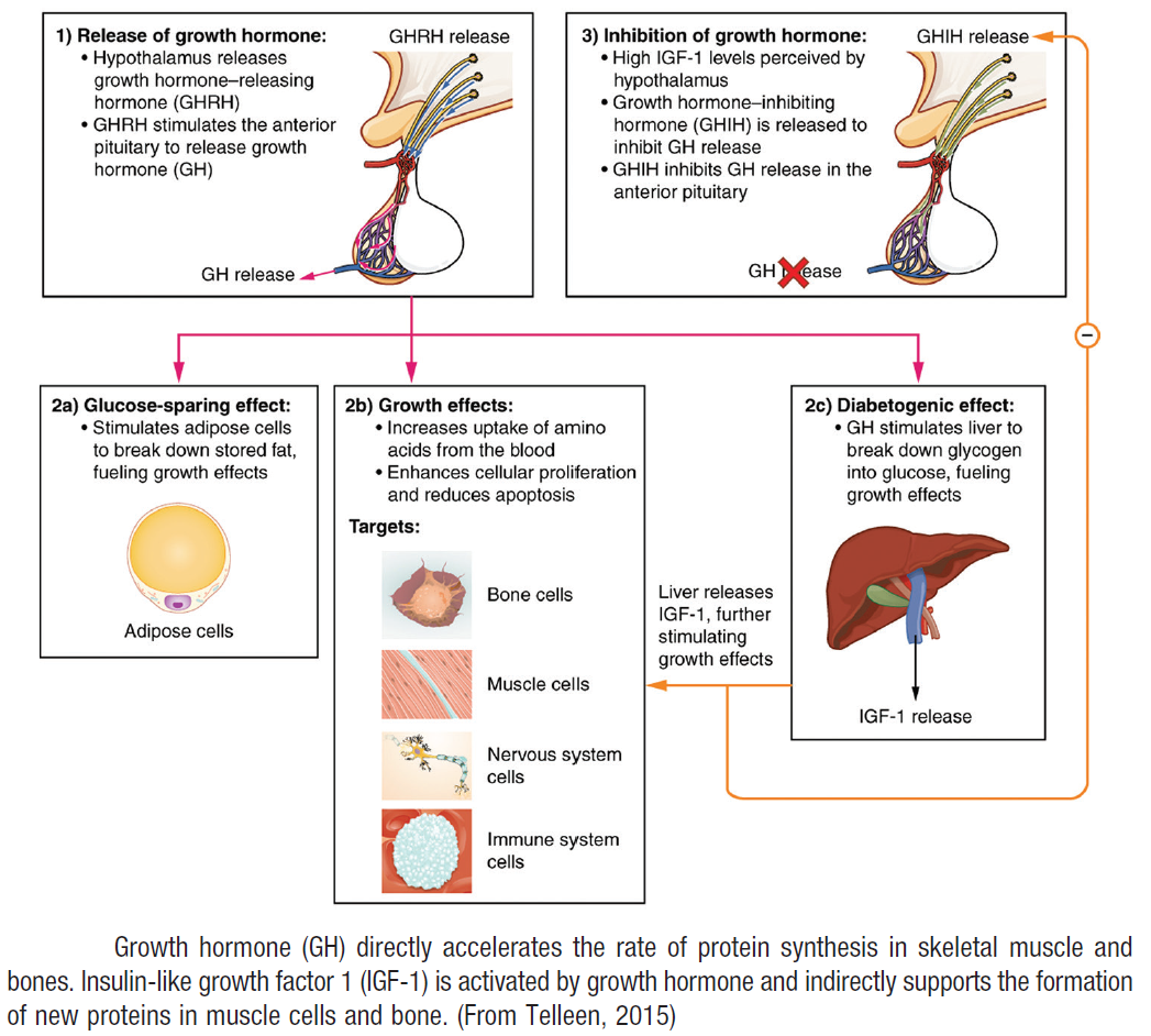 Manual of Medicine - ️ Growth hormone (GH) - Physiology ️ | Facebook