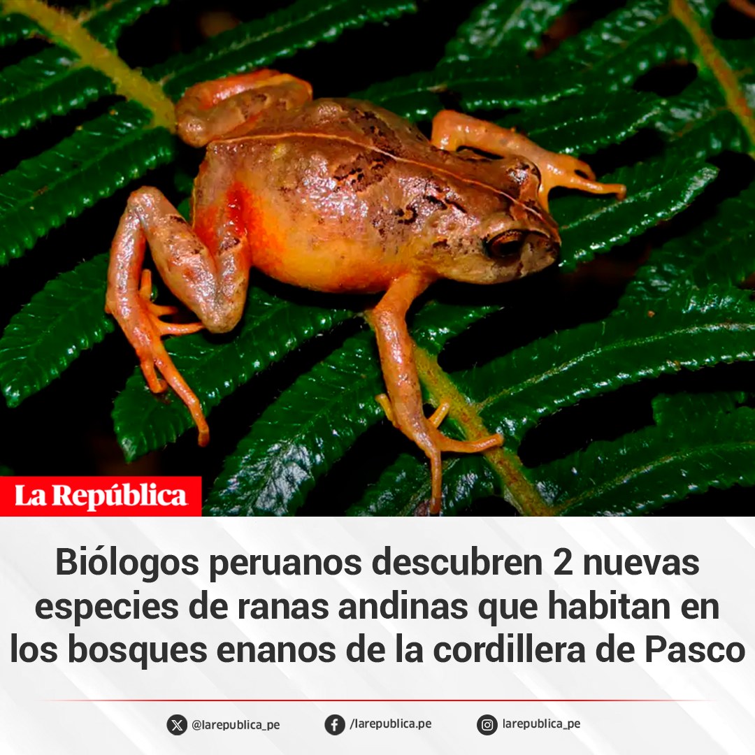 ¡Dos nuevas ranas peruanas!... - La República Entretenimiento | Facebook