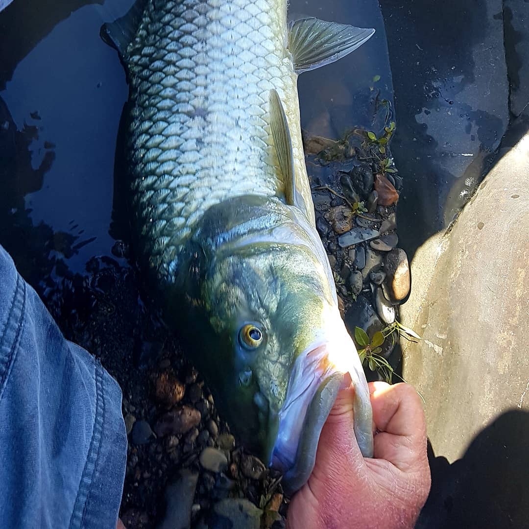 Grootbek geelvis. Koning van varswater... - Bo Karoo Fishing