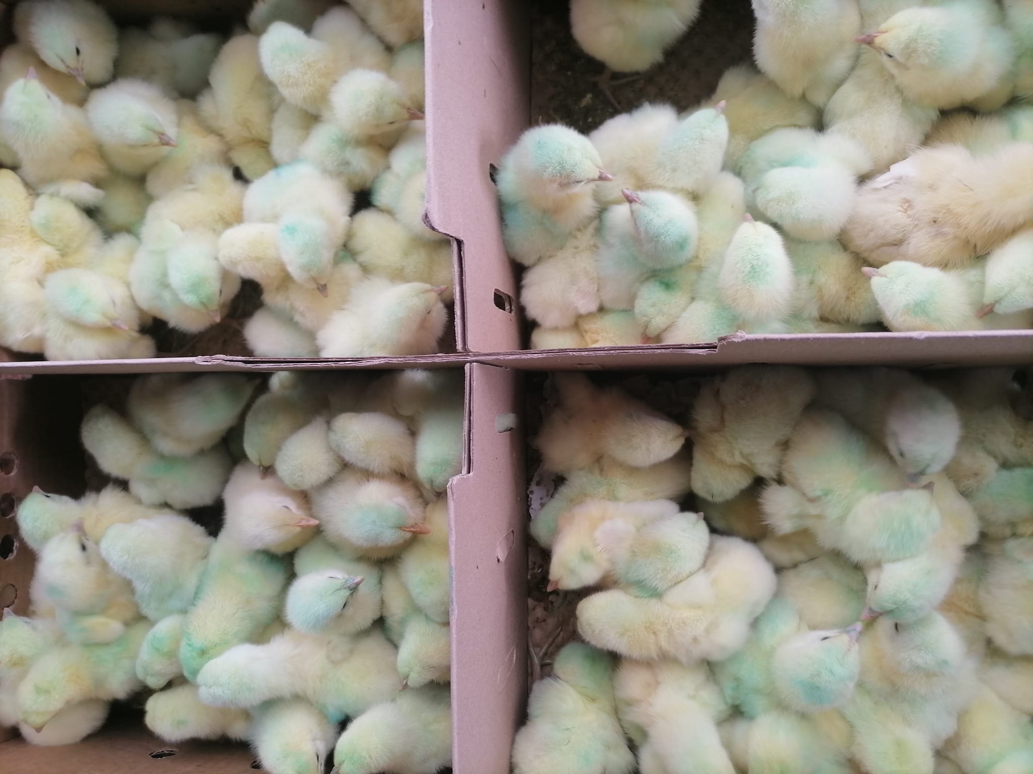 Peezel Farms 