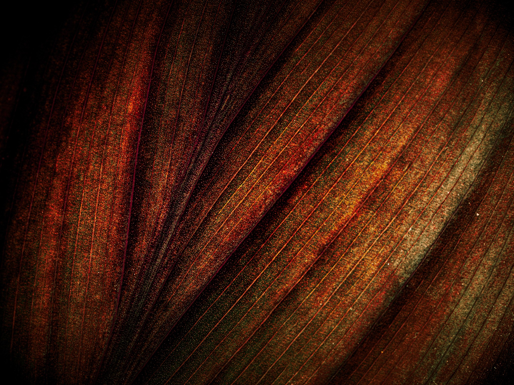 Abstract beauty hidden in nature