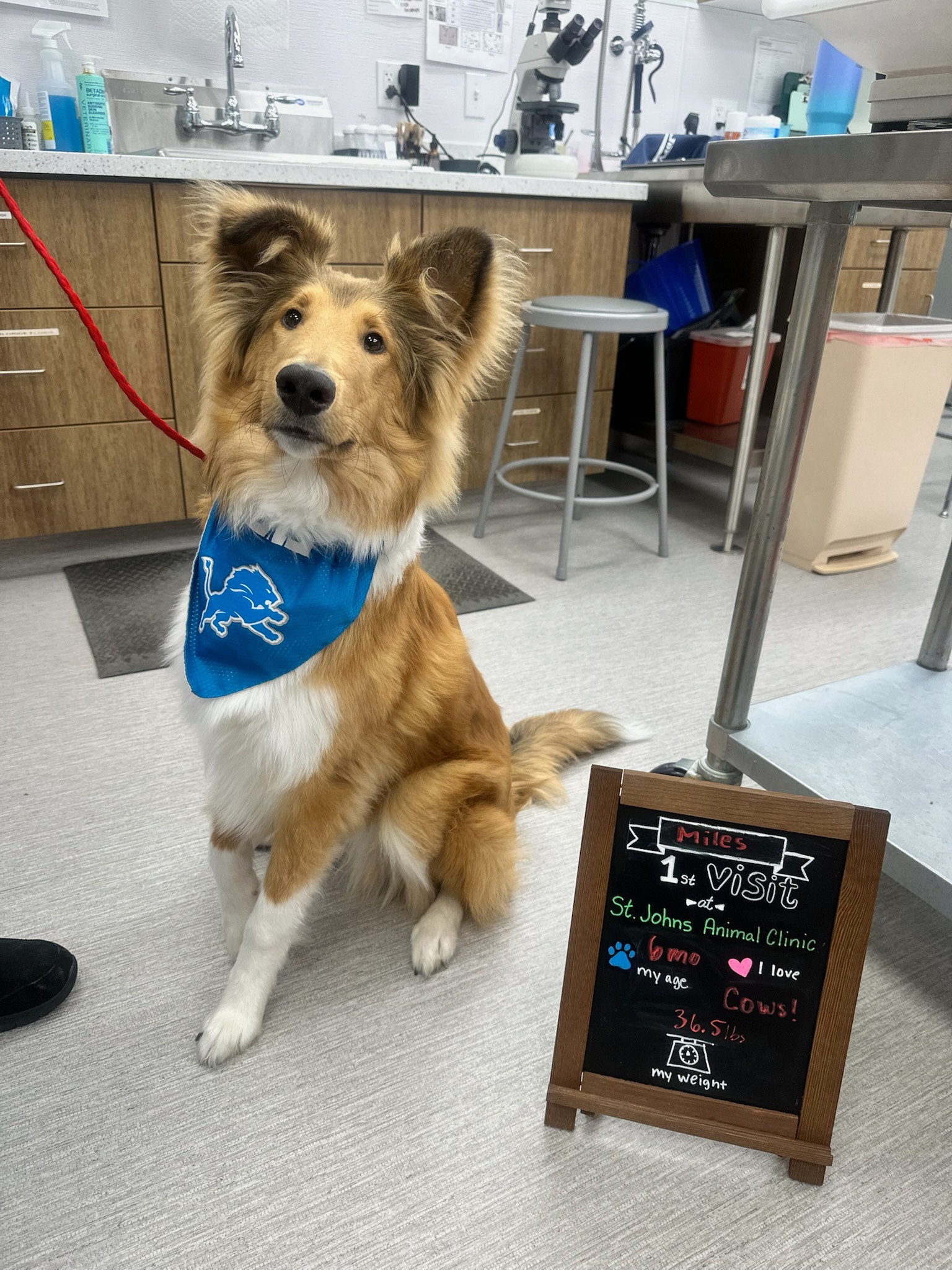 🐾 Some of our New Patients This Week 🐾 Our lobby got a whole lot