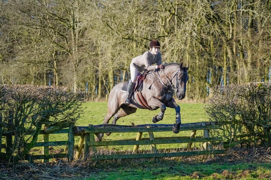 AM Equestrian and K9 Services | Wakefield