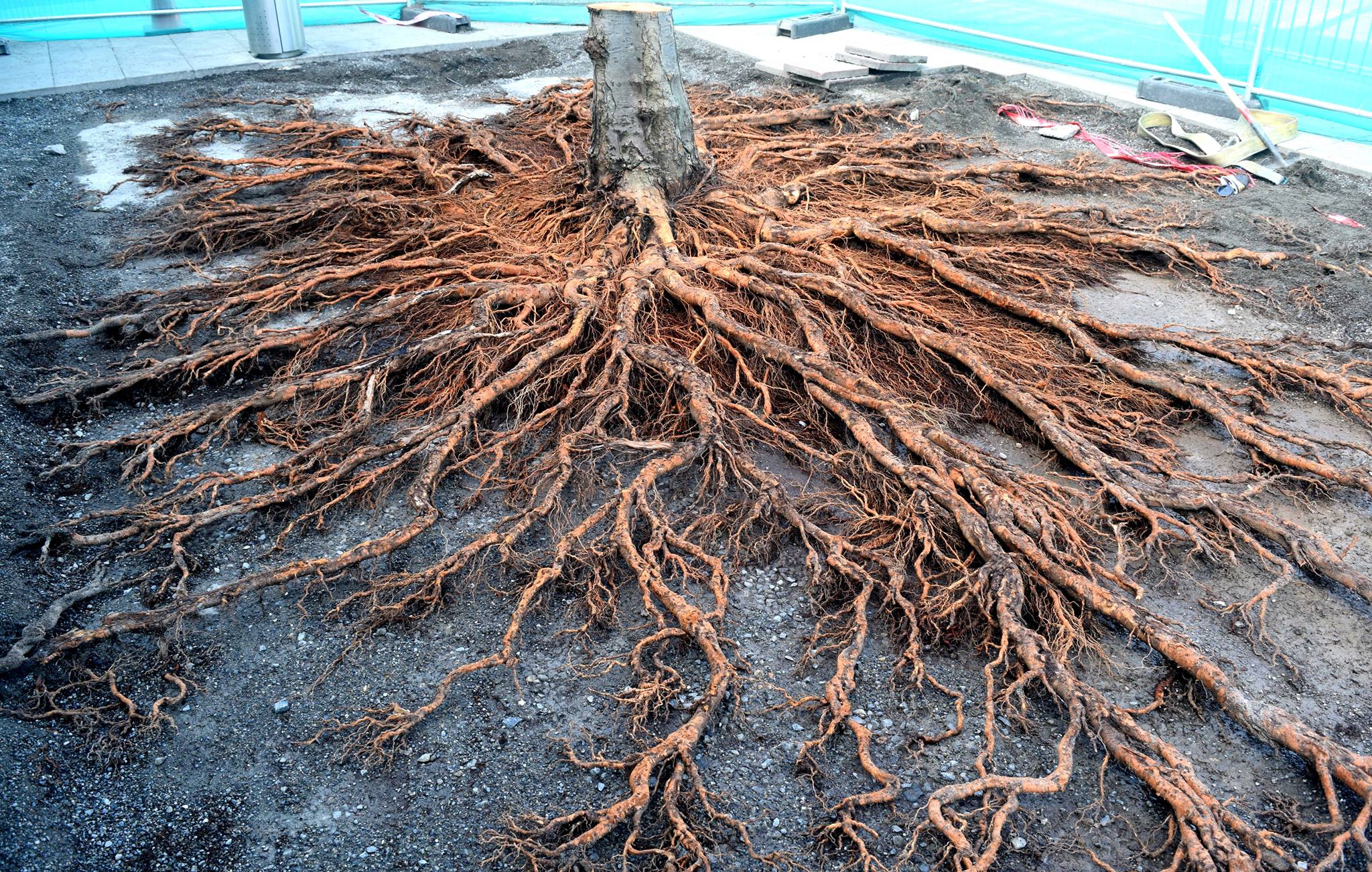 Root structure of a London Plane... - Fingal County Council