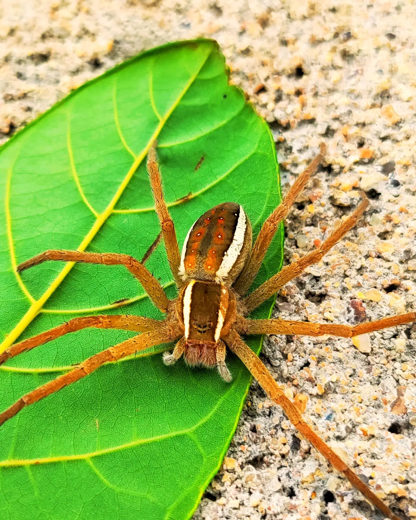 Shoab Jafri - A Spider is the best artist and web designer...