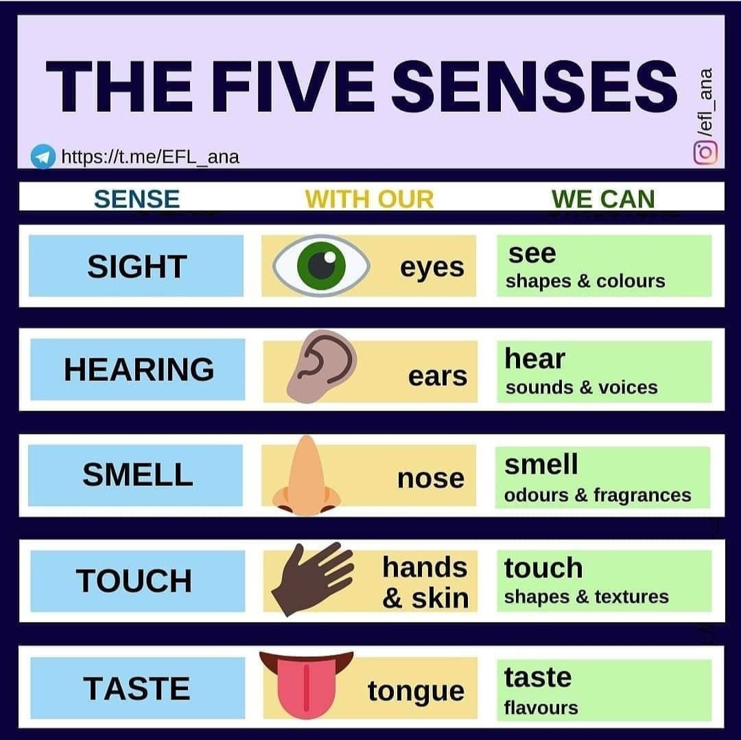 The five senses expressions - Languages Around the World