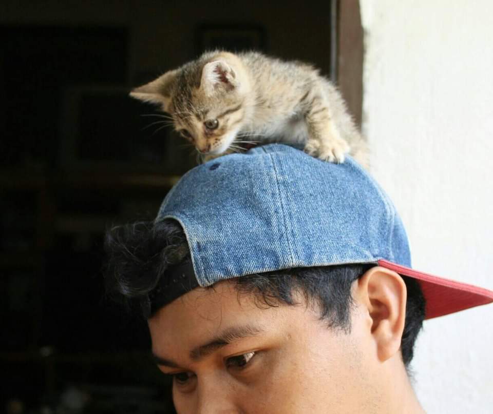 Animal - These cats look similar but nature made them worlds apart At a ...