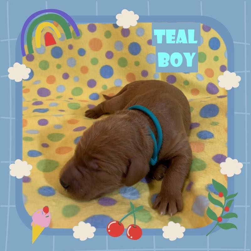 Poppy x Milo Litter at one week... - Ruff'n Ready Doodles