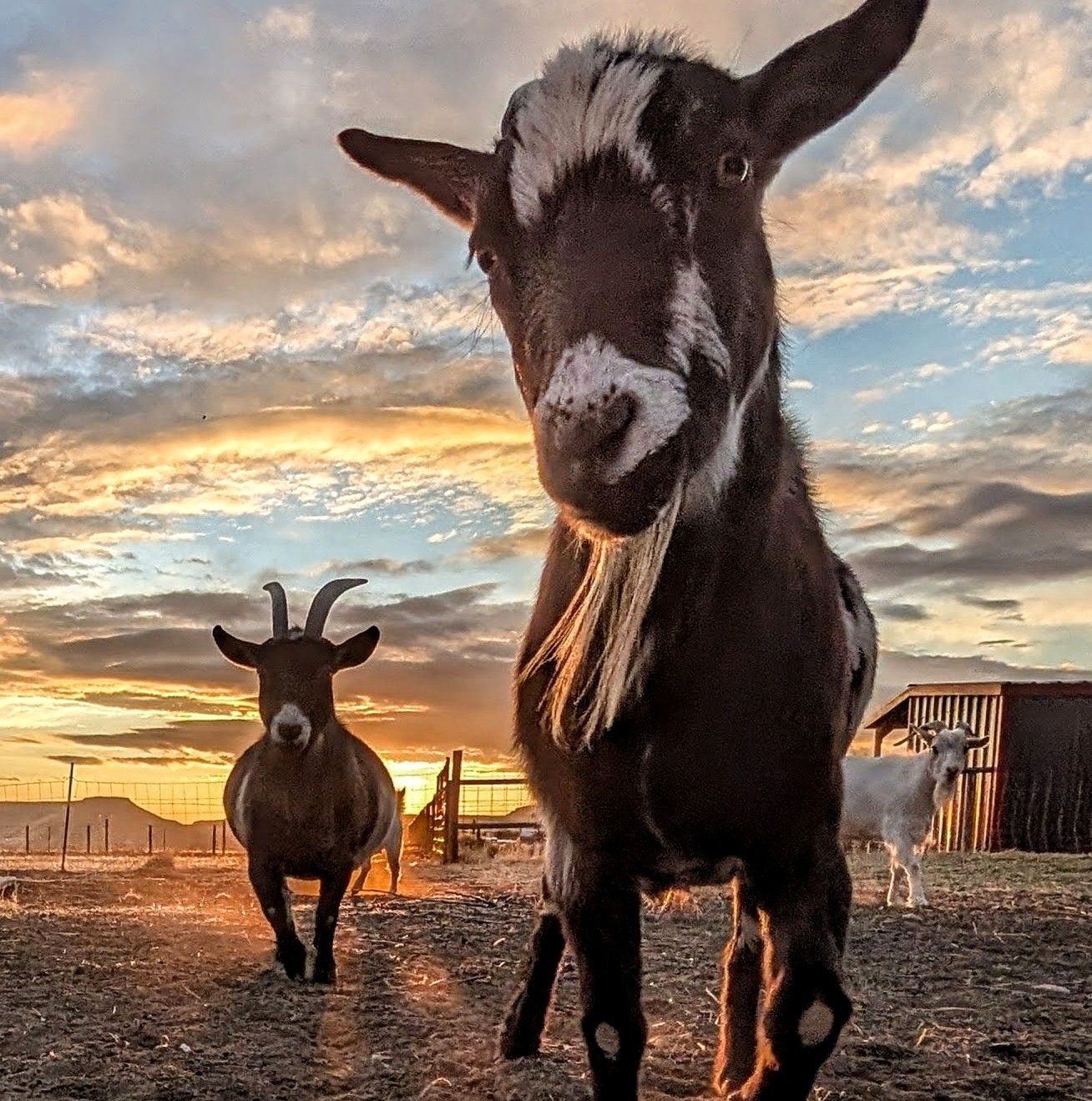 Happy Animals! Breakfast time on the farm! Do you feed your eggs back ...