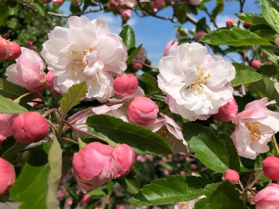 The magnificent Bechtel Crab (Malus... - Heritage Fruit Trees