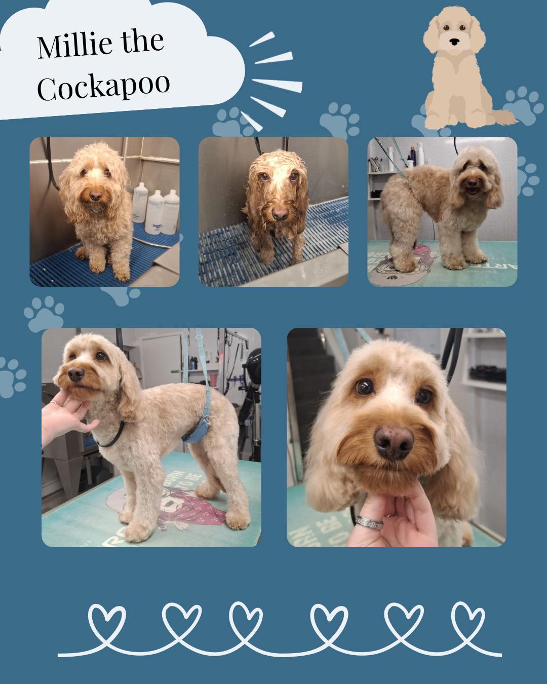 Shampooches - Holly had Millie the Cockapoo came for her first visit on ...