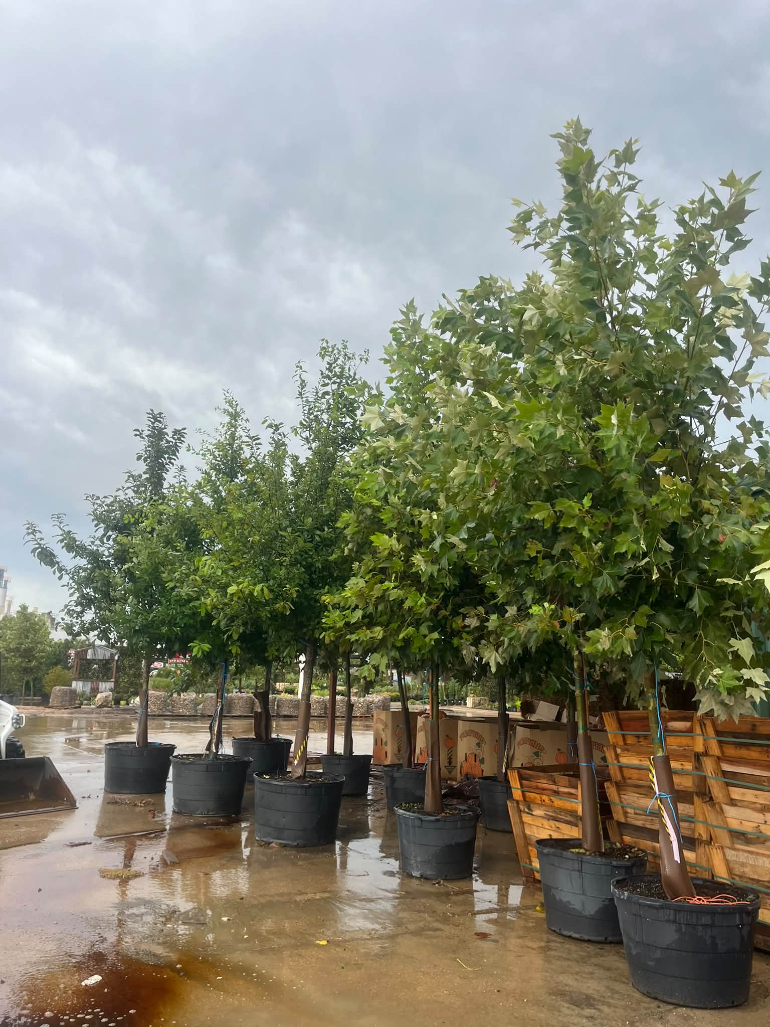 Fall weekend sale at The Greenery Waxahachie