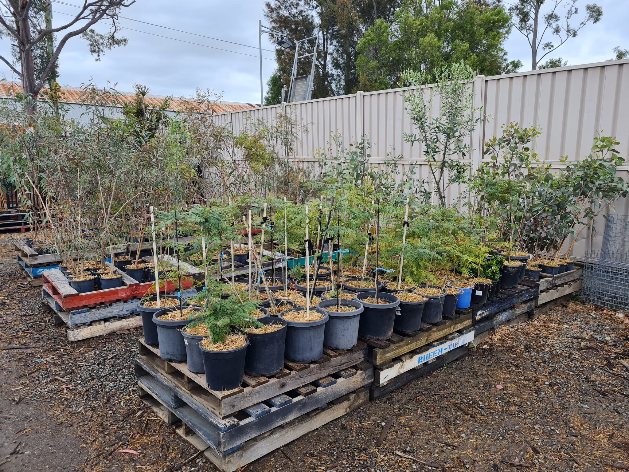 Wood Galore - 🌳 Native Australian Trees – Grown for Our... | Facebook