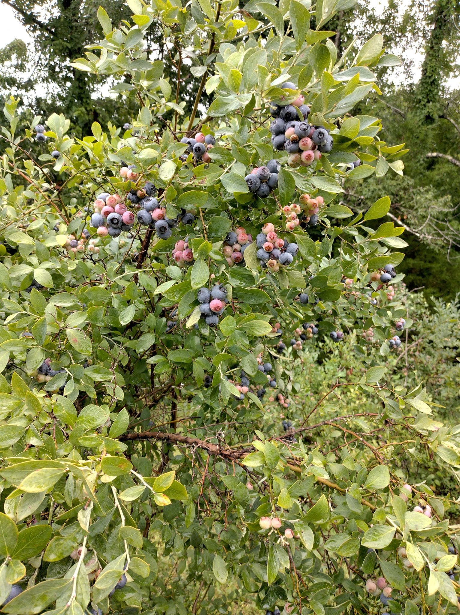 Blueberry Ridge Farm | Hohenwald TN
