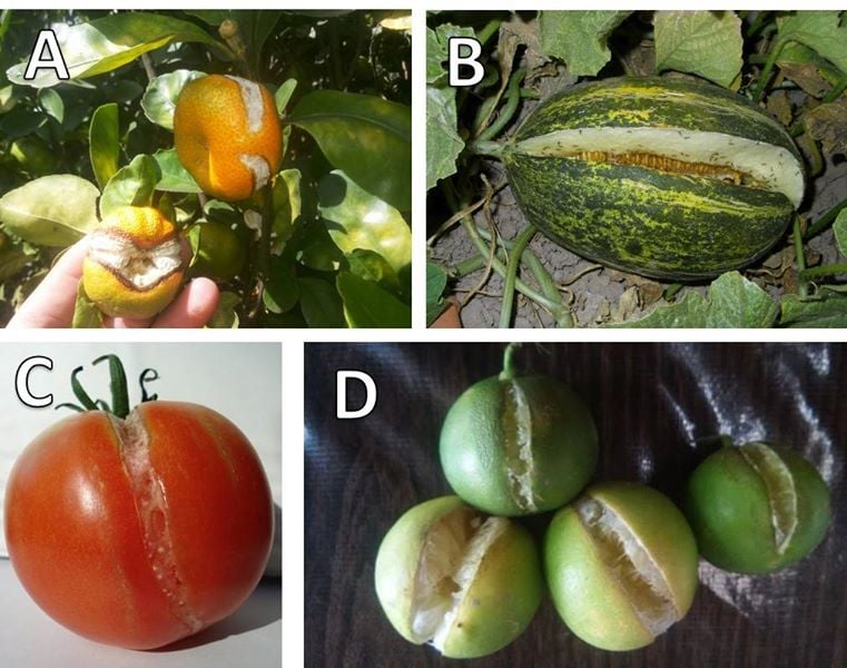 Agromic Online - EL RAJADO DE FRUTOS: UNA FISIOPATÍA MUY... | Facebook