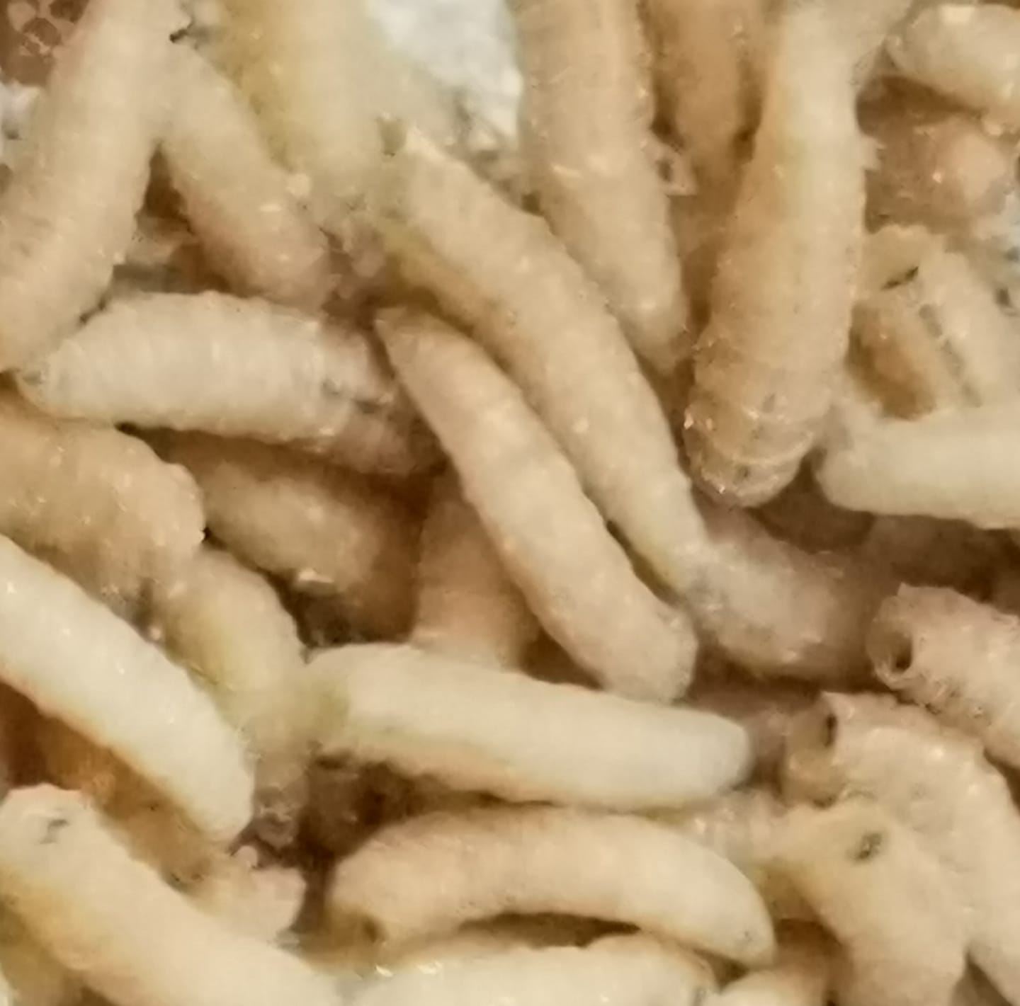 Fishing maggots pretoria