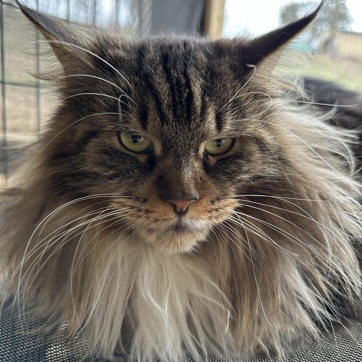Personality, spoiled. Temperament spoiled. Pm me to talk about this ...