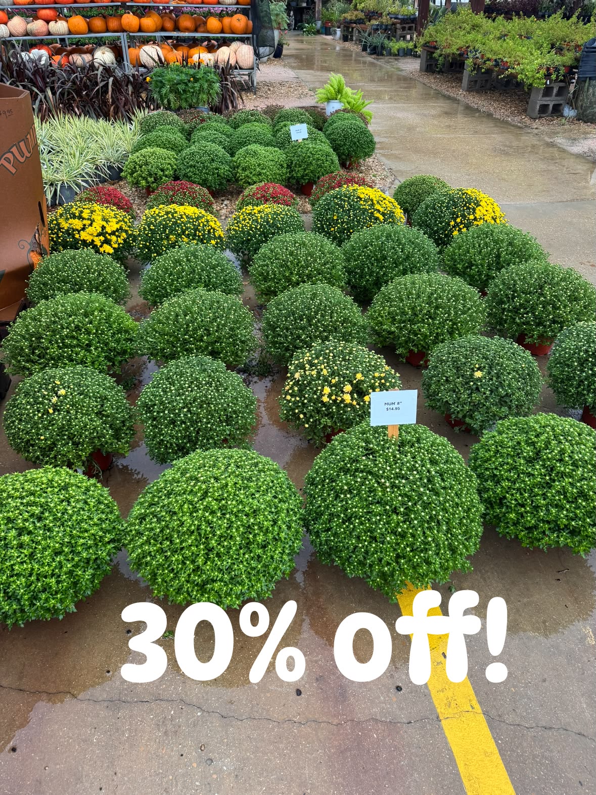 Fall weekend sale at The Greenery Waxahachie