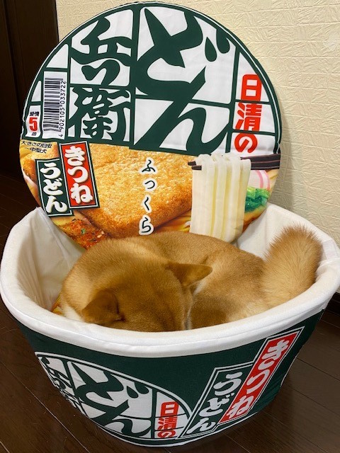 どん兵衛に本物のきつねが！？ どーんと、どでかい「どんぶり型ペット