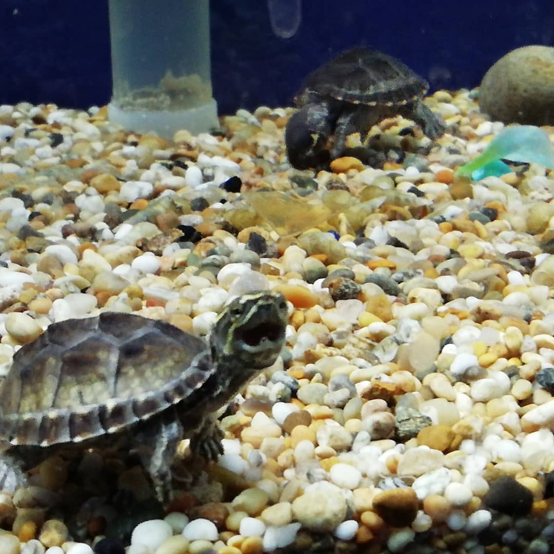 Teenage mutant ninja turtles have... - Ornamental Fish Farm