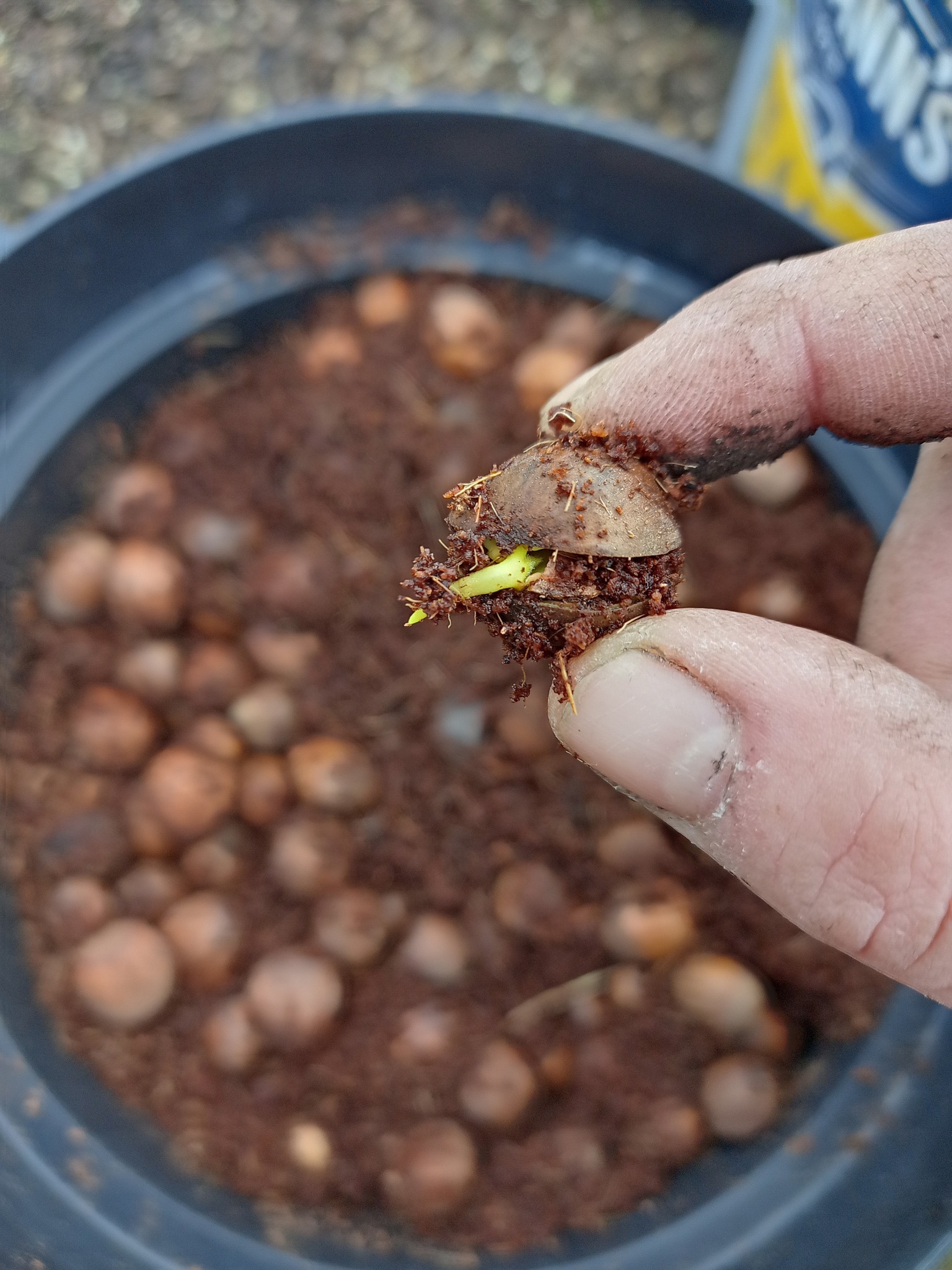 Bolghen Tree Nursery CIC