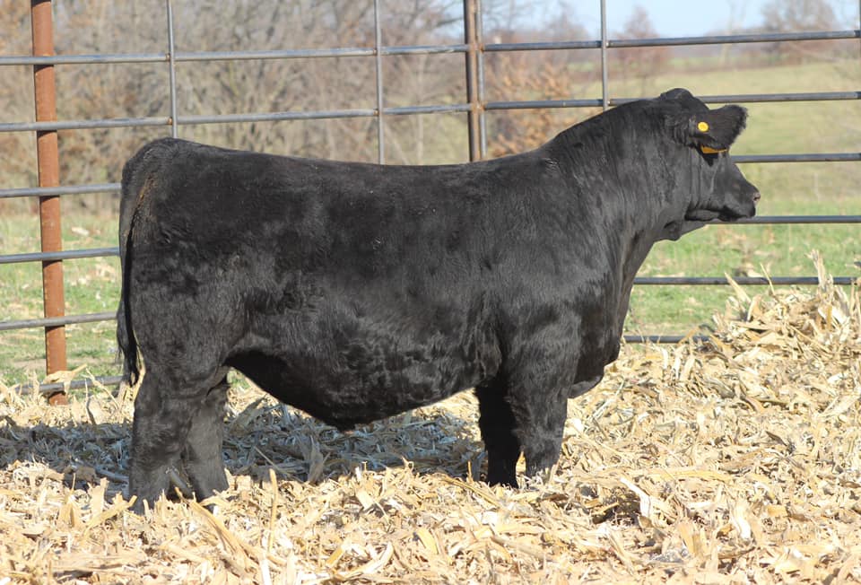 New sale date and venue for... - Allied Genetic Resources