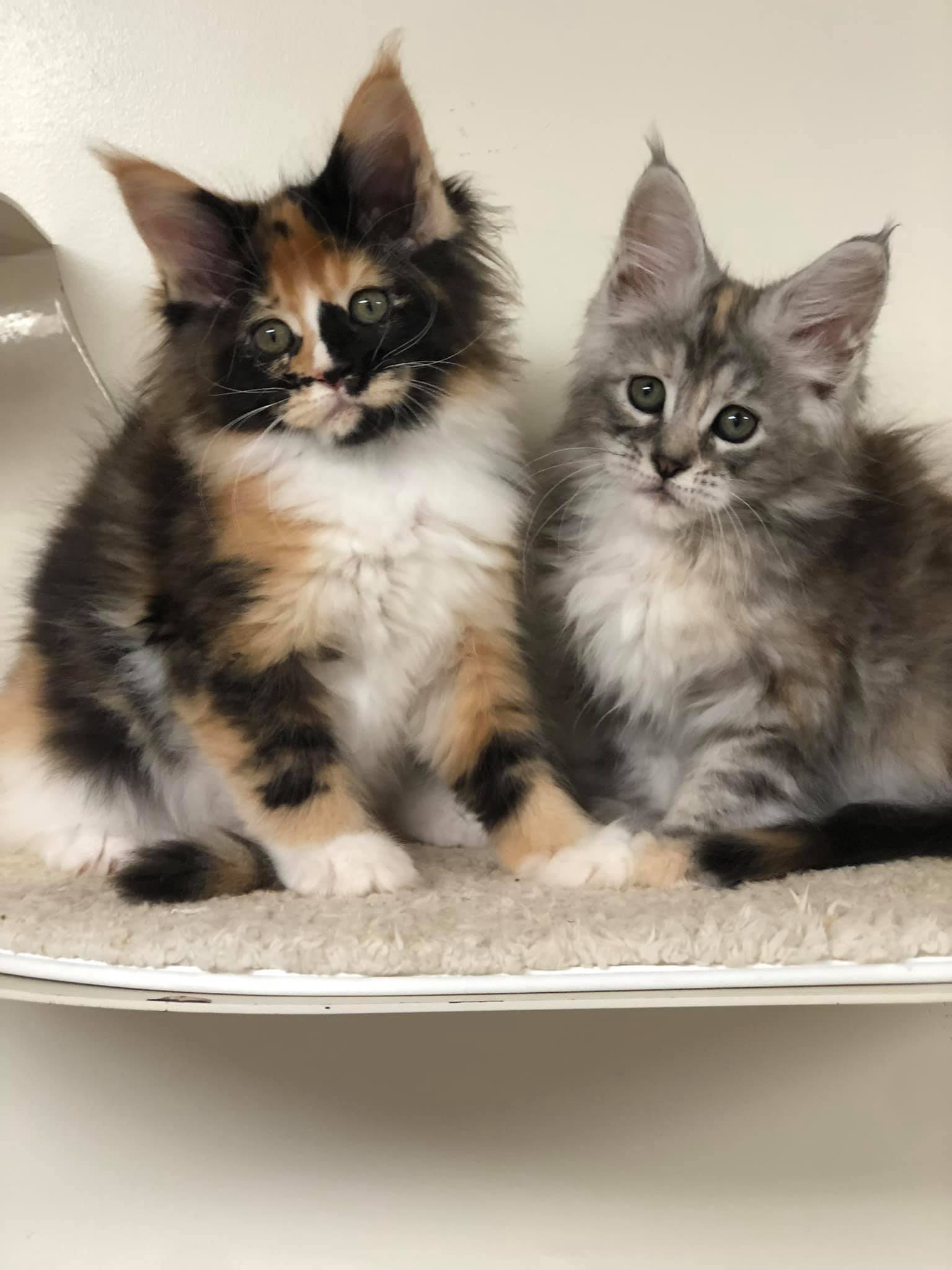Coonalley Maine Coon Cats Home Facebook