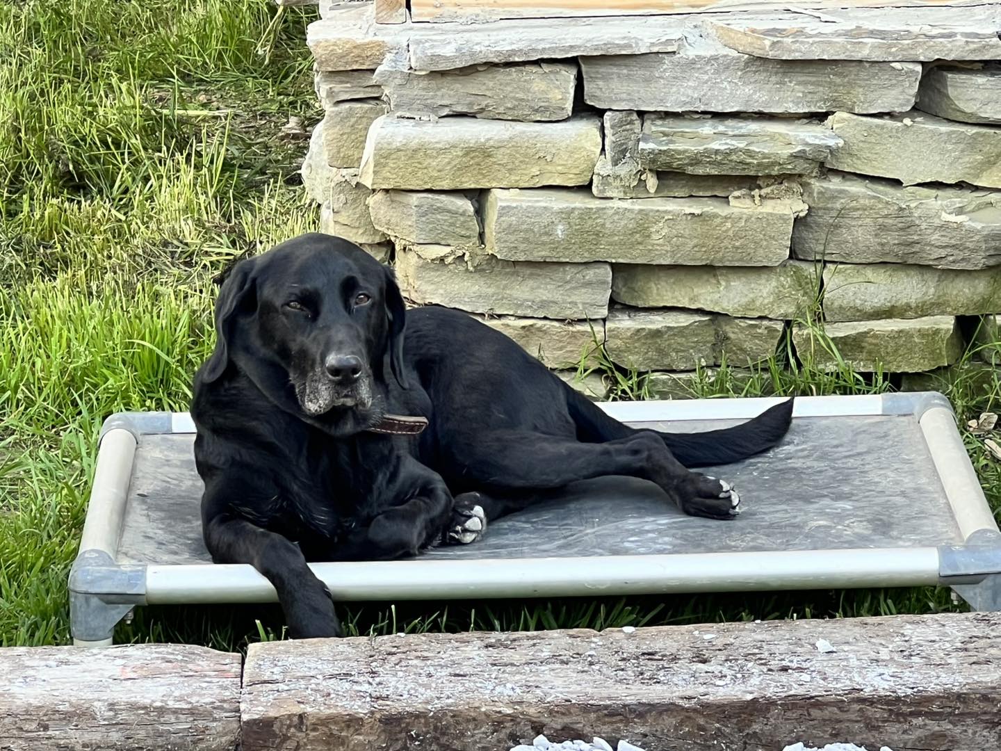 Dynamic K9 Solutions, LLC