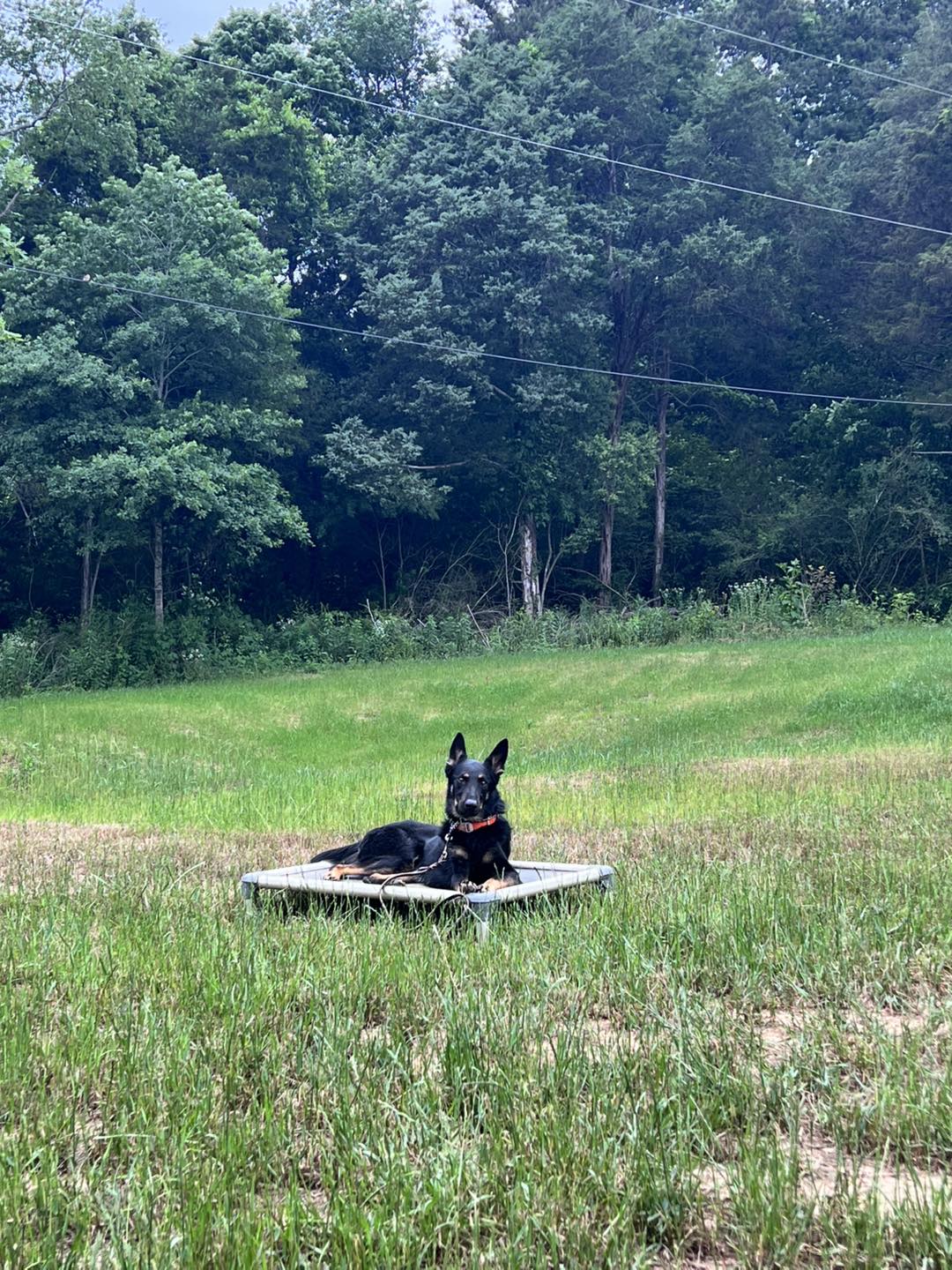 Dynamic K9 Solutions, LLC