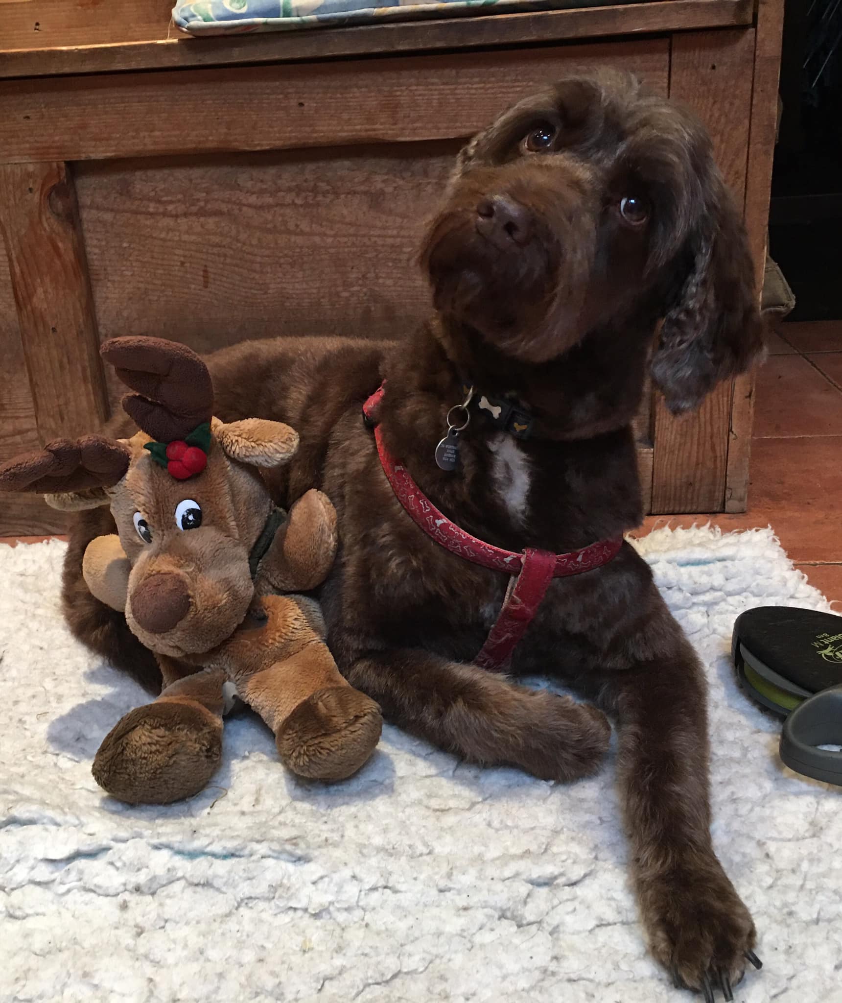 Lesley, Dog Grooming | Ripon