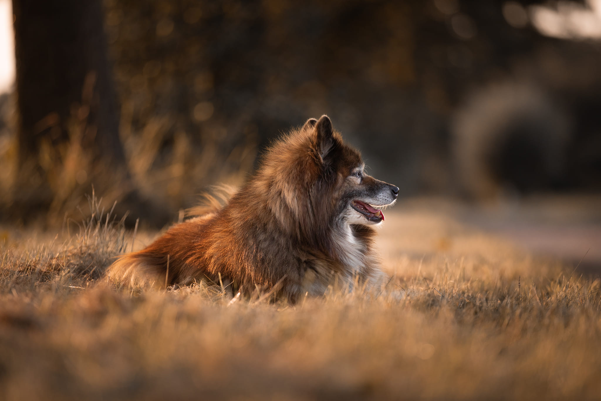 My little ?? Canon EOS 5D Mark IV Canon 70-200mm f/2.8L IS III USM