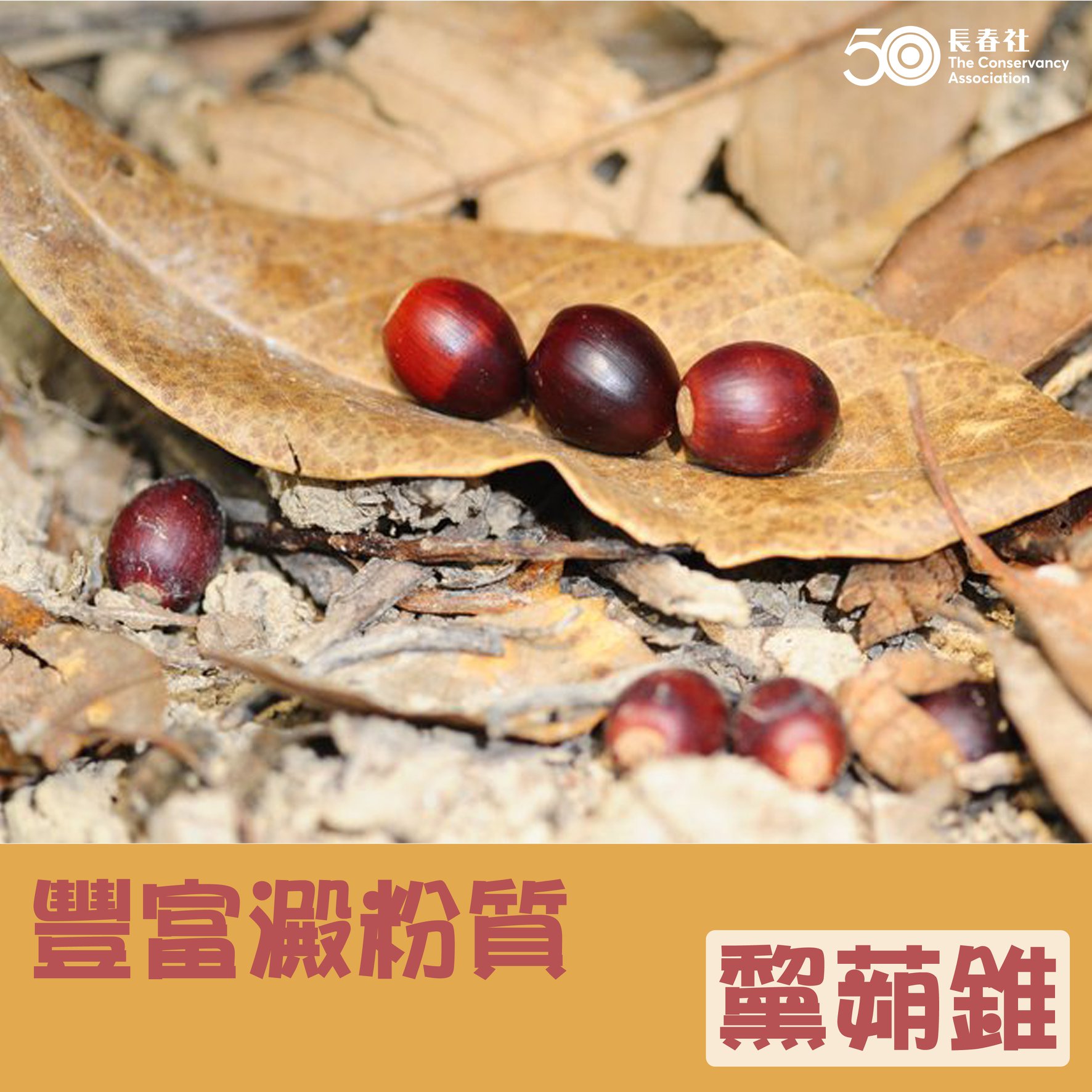 長春社 - 雖然黧蒴錐含豐富澱粉質，但郊外見到都唔好隨便食用，萬一分辦錯另一種果實就大件事。
