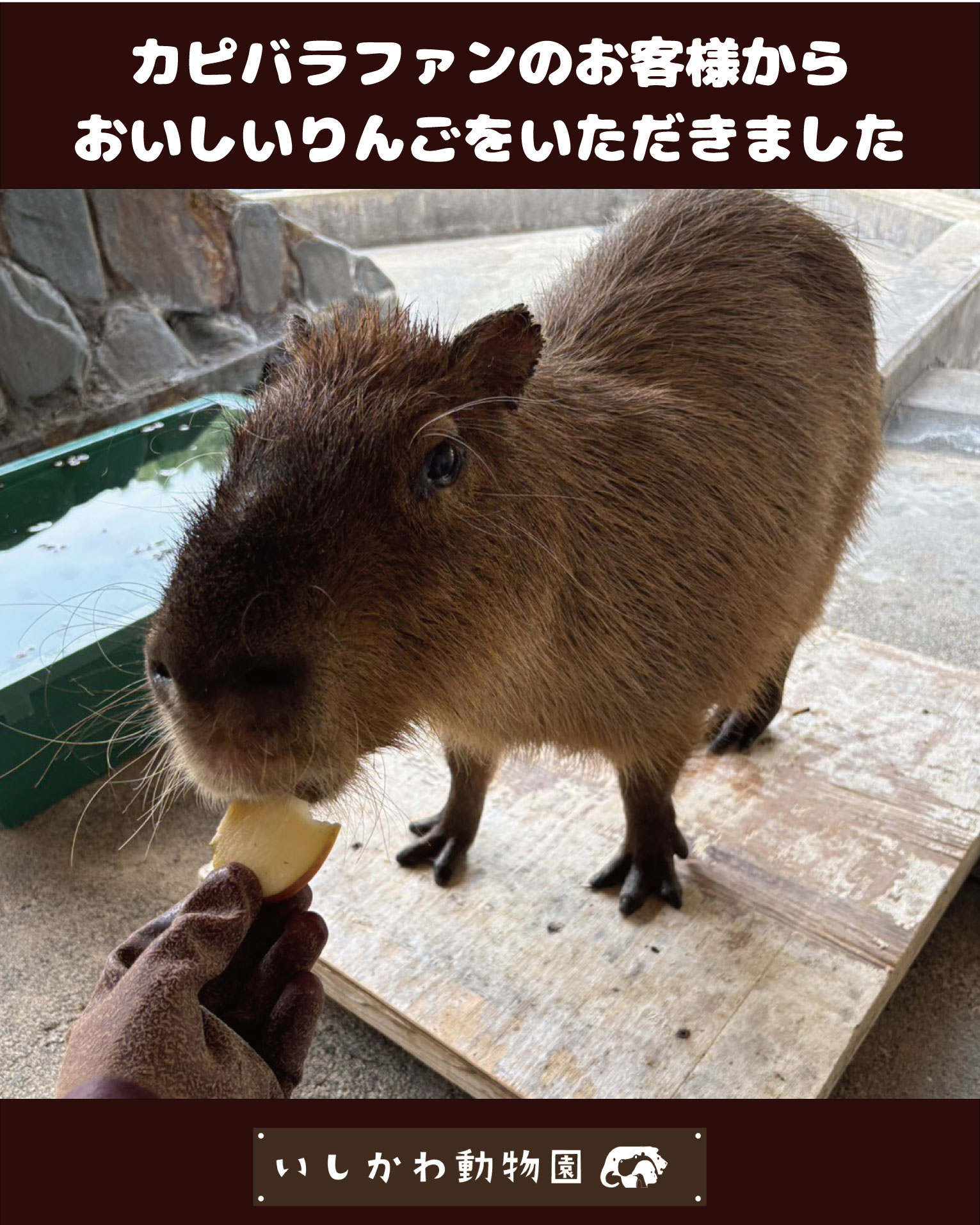 カピバラ 様 カピバラの赤ちゃん誕生！」 先月（1月29日）、カピバラの双子の