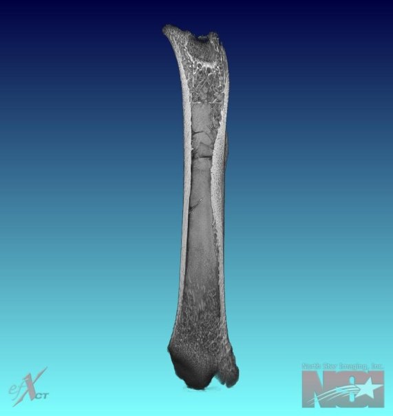 North Star Imaging - 3D Computed Tomography x-ray scan of a Rat femur ...