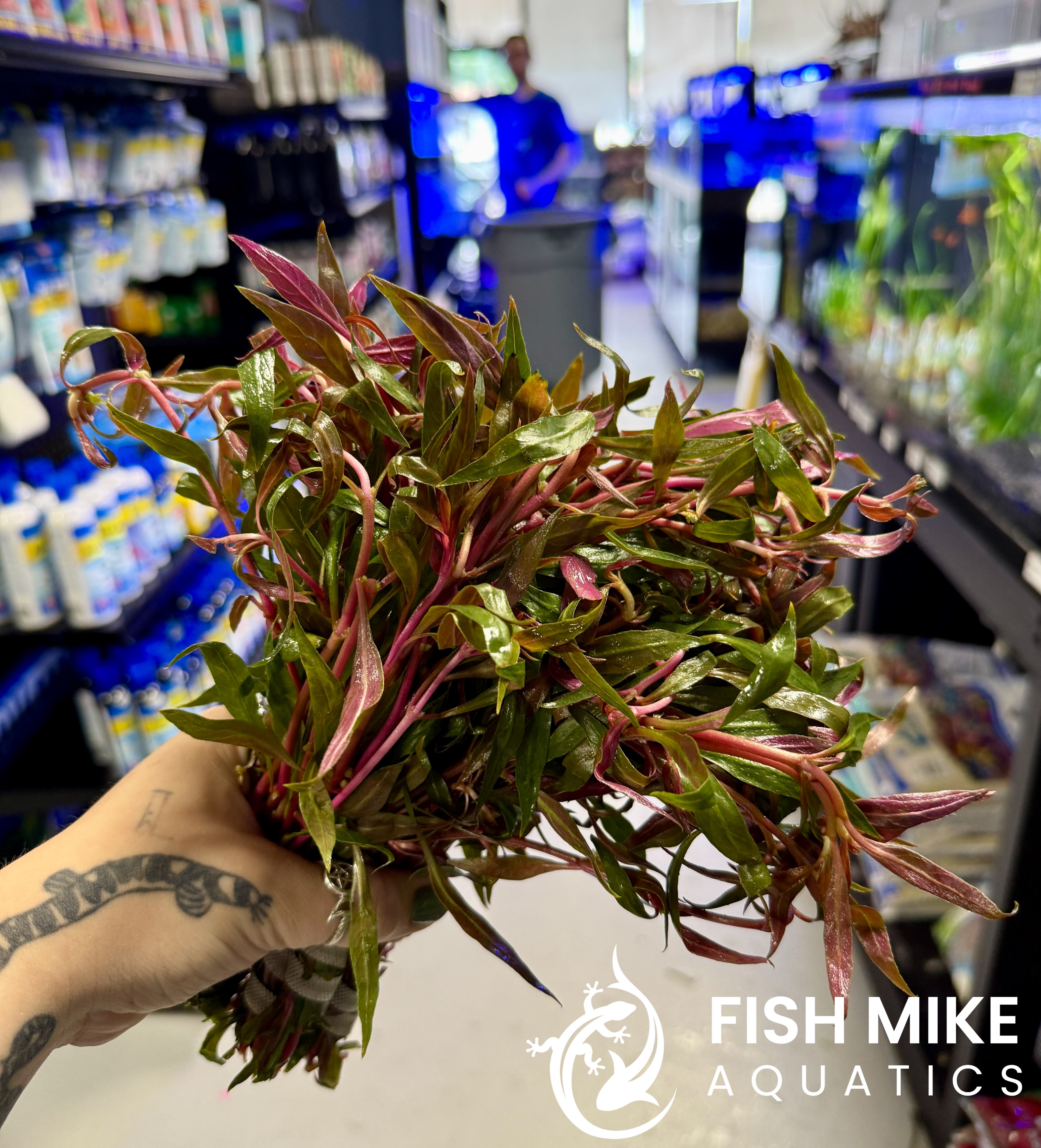 Fish Mike Aquatics added a new photo - Fish Mike Aquatics