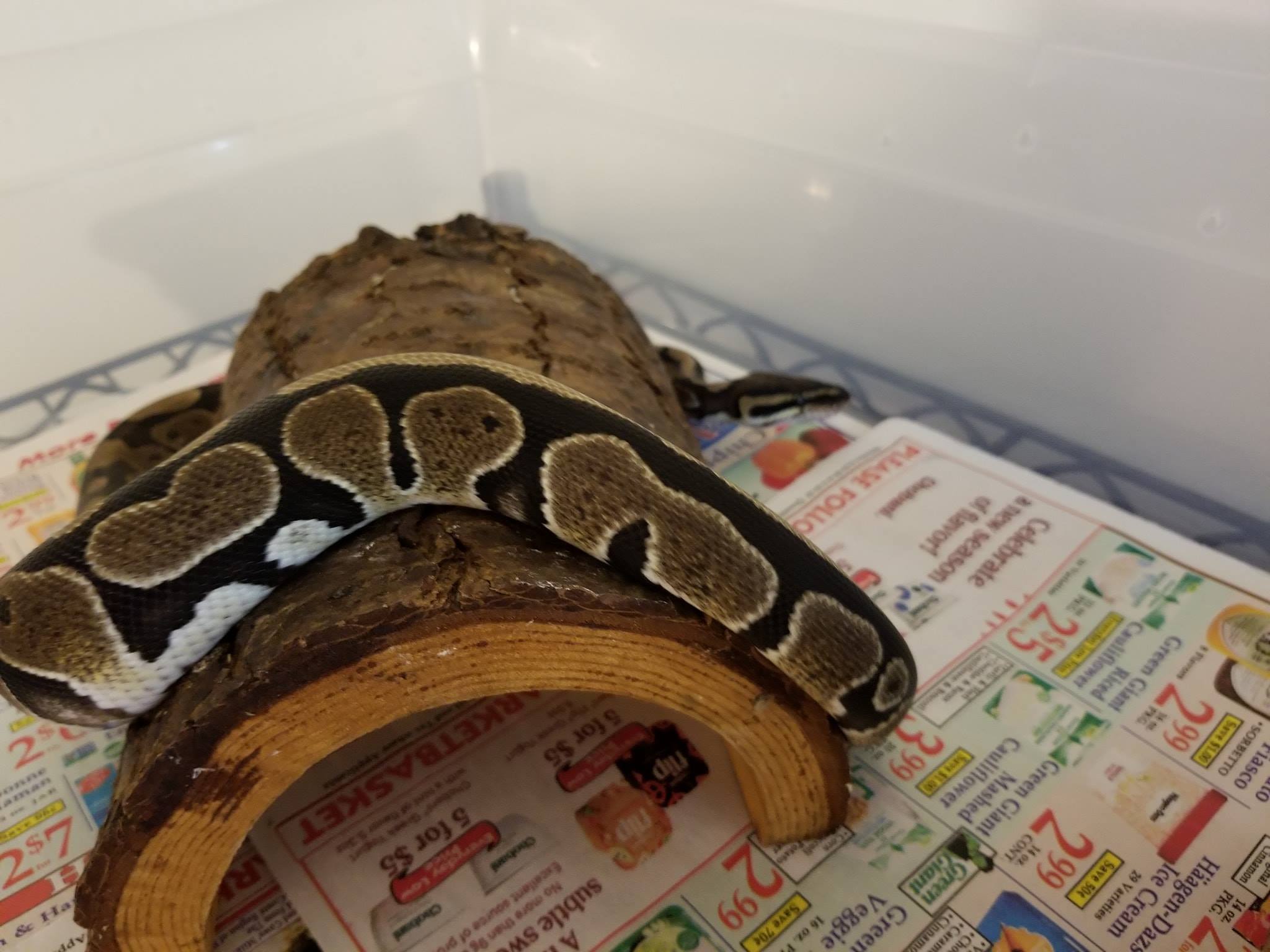 Troi, the young ball python found in... - The Gecko Sanctuary | Facebook