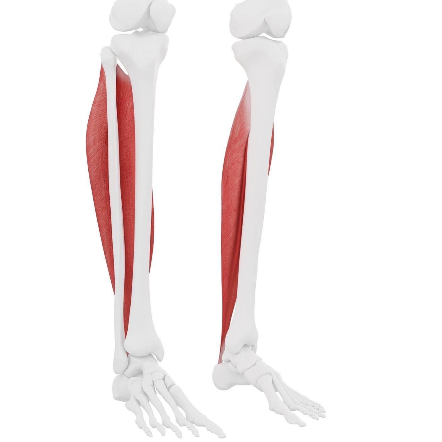 Anatomy-Pedia - ️ SOLEUS⁣ ⁣⁣⁣⁣⁣⁣⁣⁣⁣⁣⁣ ORIGIN: Posterior surface of the ...