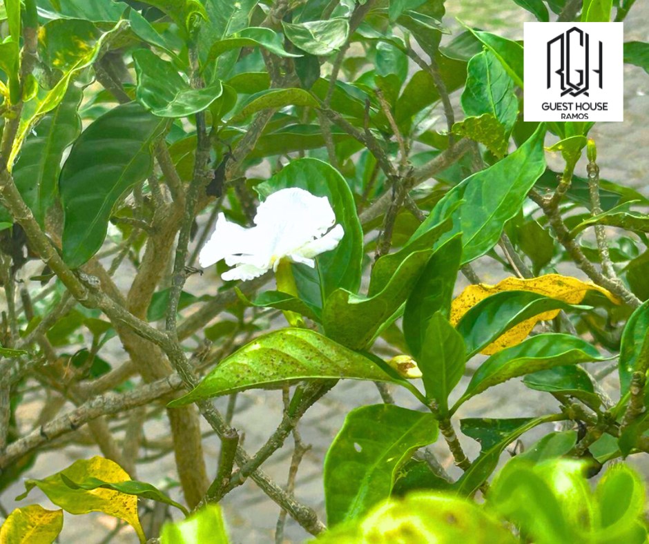 Ramos - A pure white bloom, gently unfolding like a quiet whisper of ...