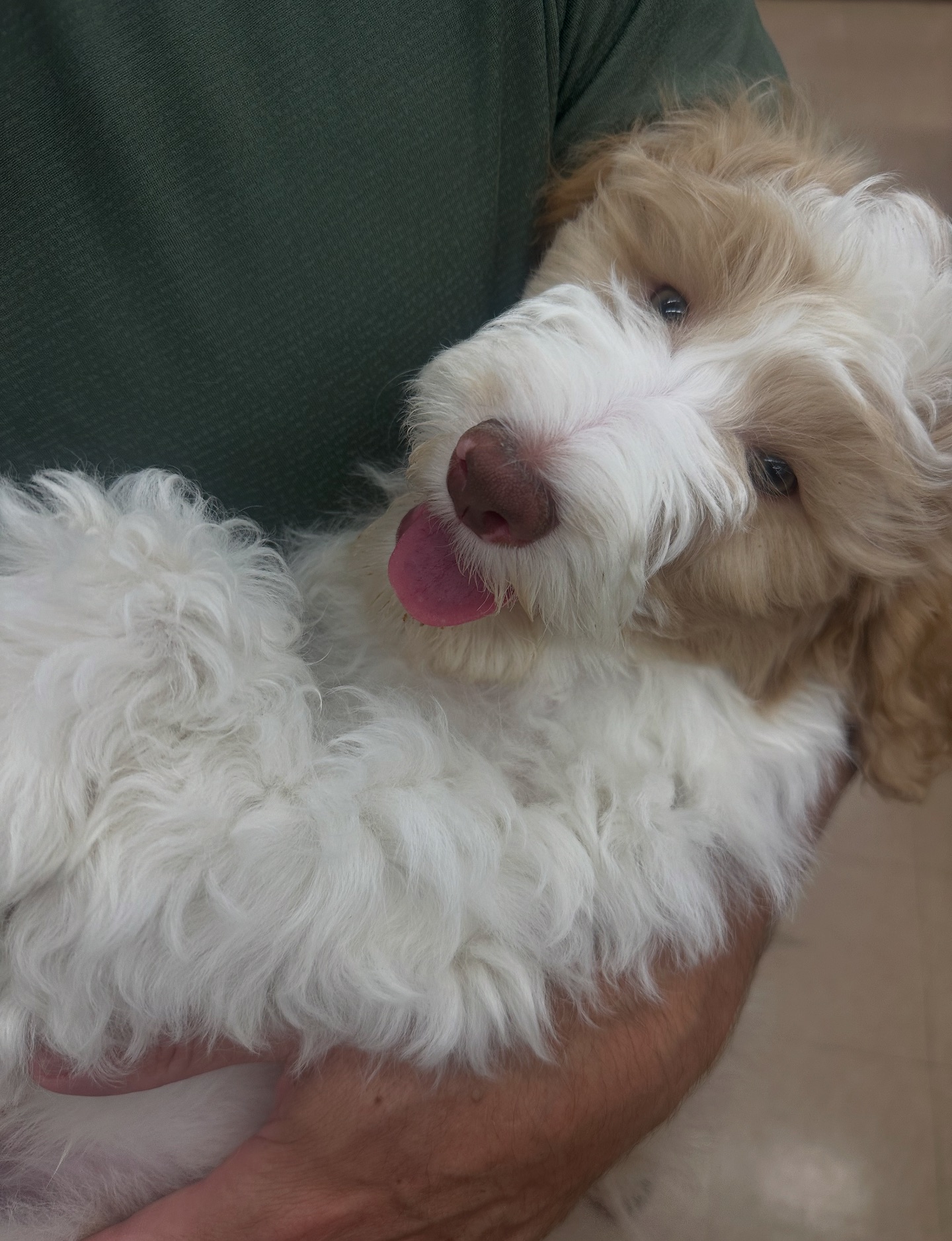 Phoenix Sheepadoodle... - Phoenix Sheepadoodle puppies