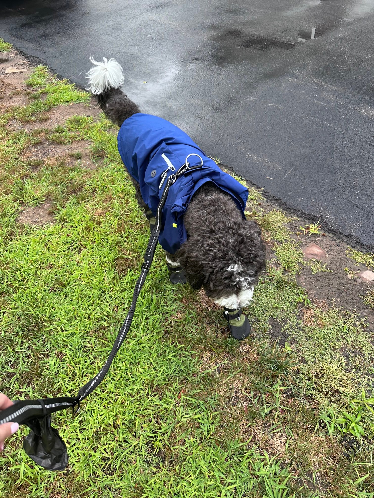 Phoenix Sheepadoodle... - Phoenix Sheepadoodle puppies